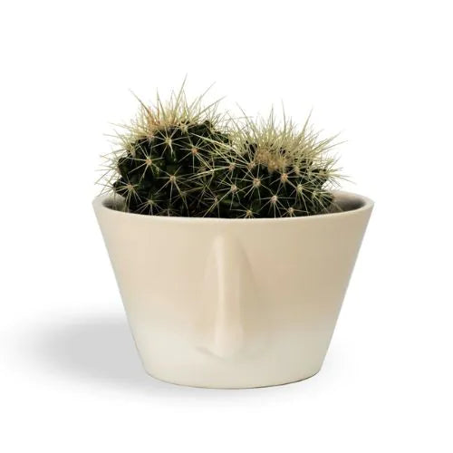 Bol beige de la marque Nazo avec un cactus dedans